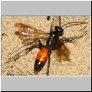 Priocnemis perturbator - Wegwespe w001b 11mm - Sandgrube Niedringhaussee-det.jpg